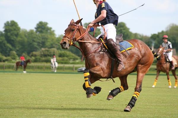 Polo competition - From July to  August