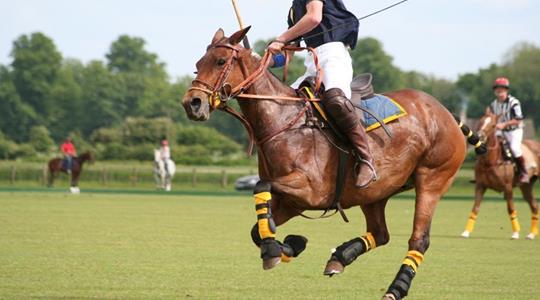 Tournoi de polo - de Juillet à Août